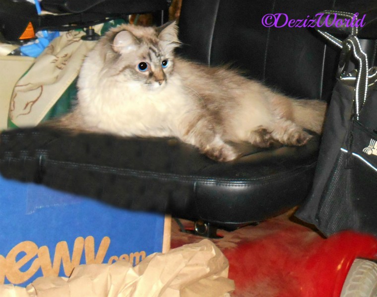 Dezi lays in wheelchair