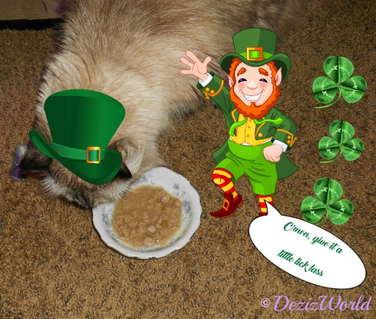 Dezi checks out her food while a leprechaun pets her
