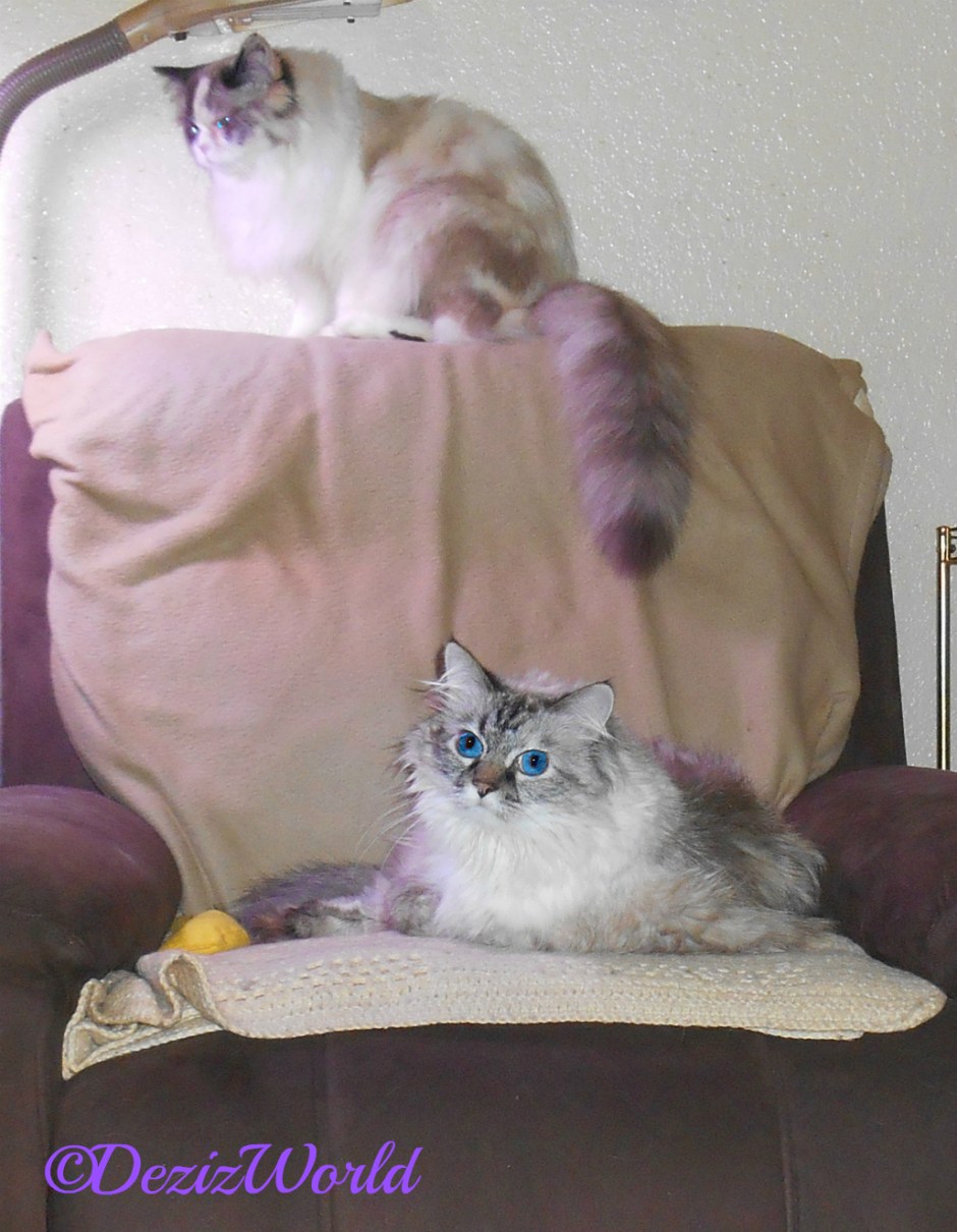 Dezi lays in the chair with Raena on the back