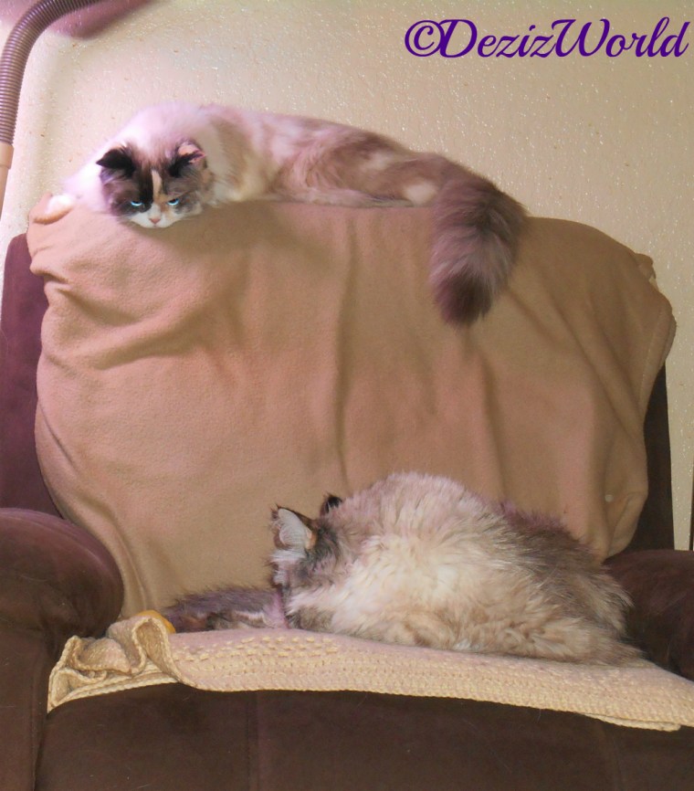 Dezi sleeps in the seat of the chair while Raena lays on the back of the chair