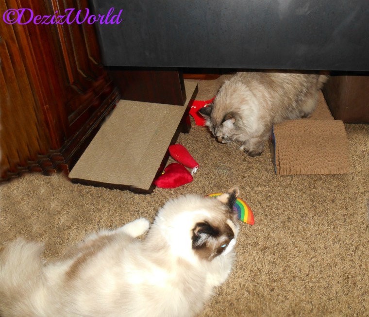 Dezi and Raena checking out Yeowww toys