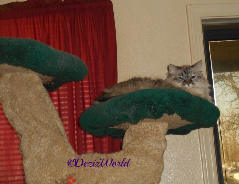 Dezi lays on the Liberty Cat Tree