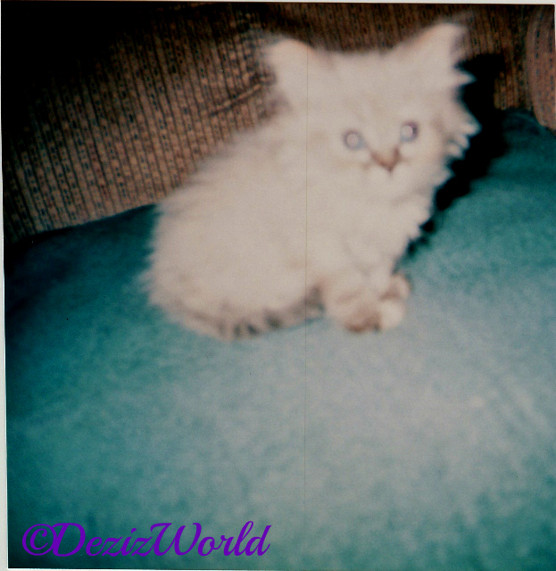 Baby Dezi sits in the chair and poses for the camera