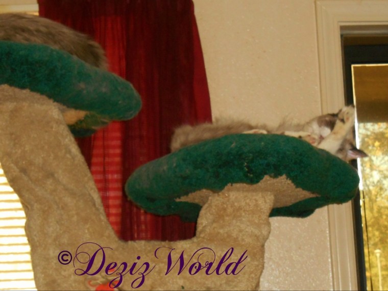 Raena bathes on the Liberty cat tree