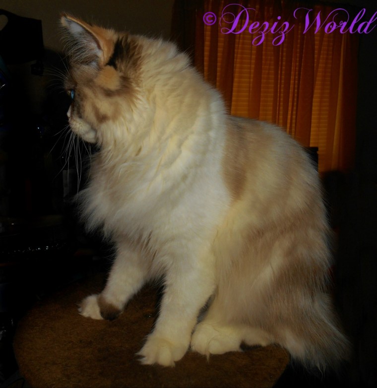 Raena sits on the brown cat tree