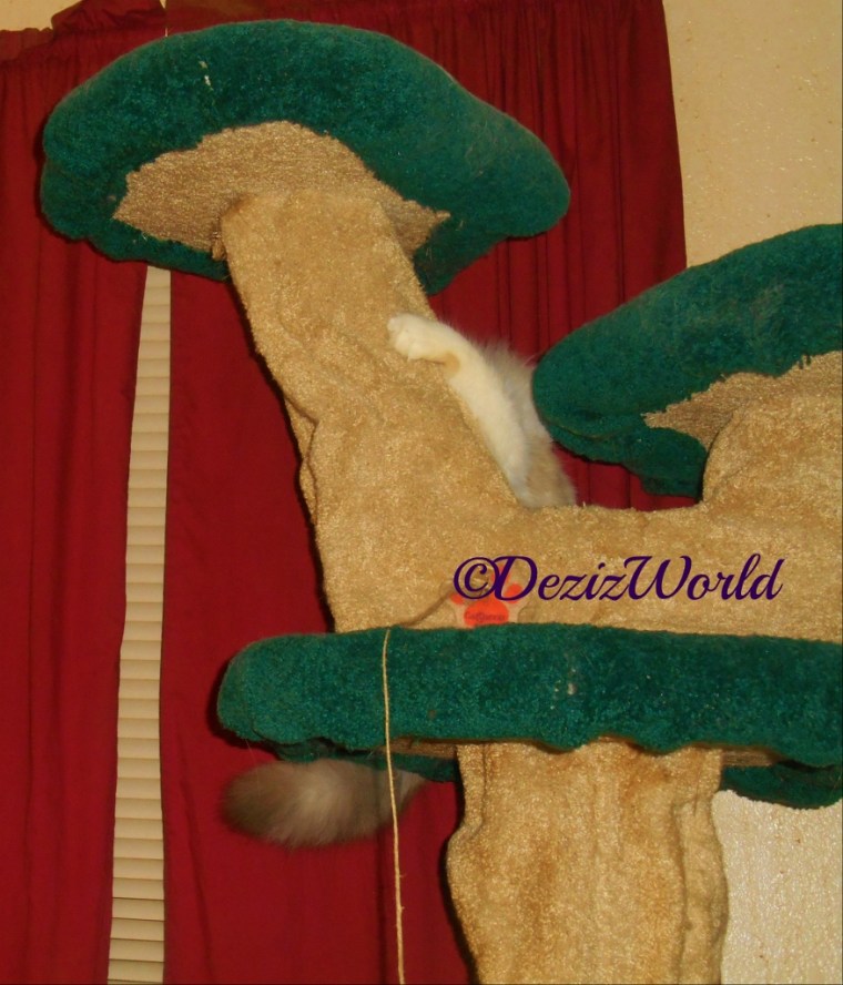 Raena hides behind the Liberty cat tree