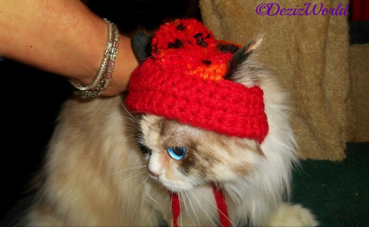 Raena looks away while wearing the bobble hat