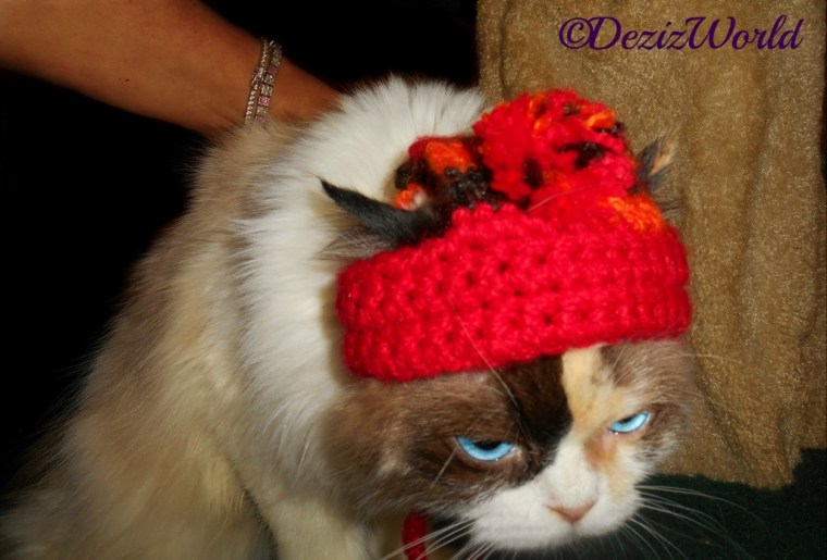 Raena sits on the Liberty Cat Tree while wearing the bobble hat