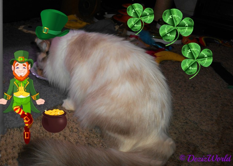 Raena eats with an irish hat on