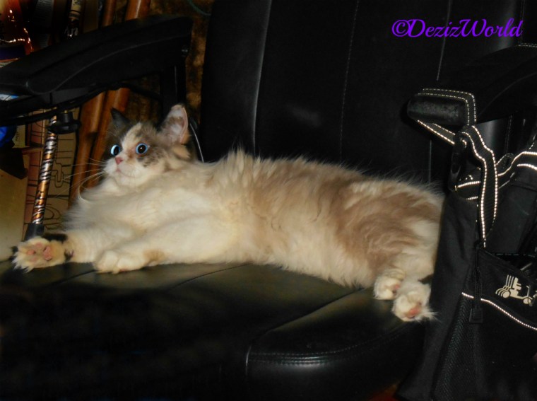 Raena lays in the wheelchair