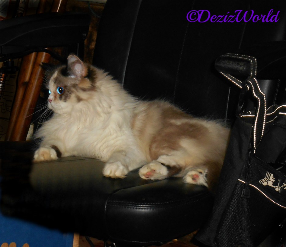 Raena lays in wheelchair