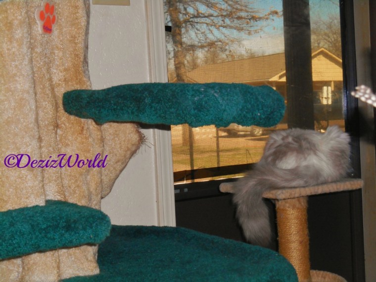 Raena lays on the small perch and looks our the front door.