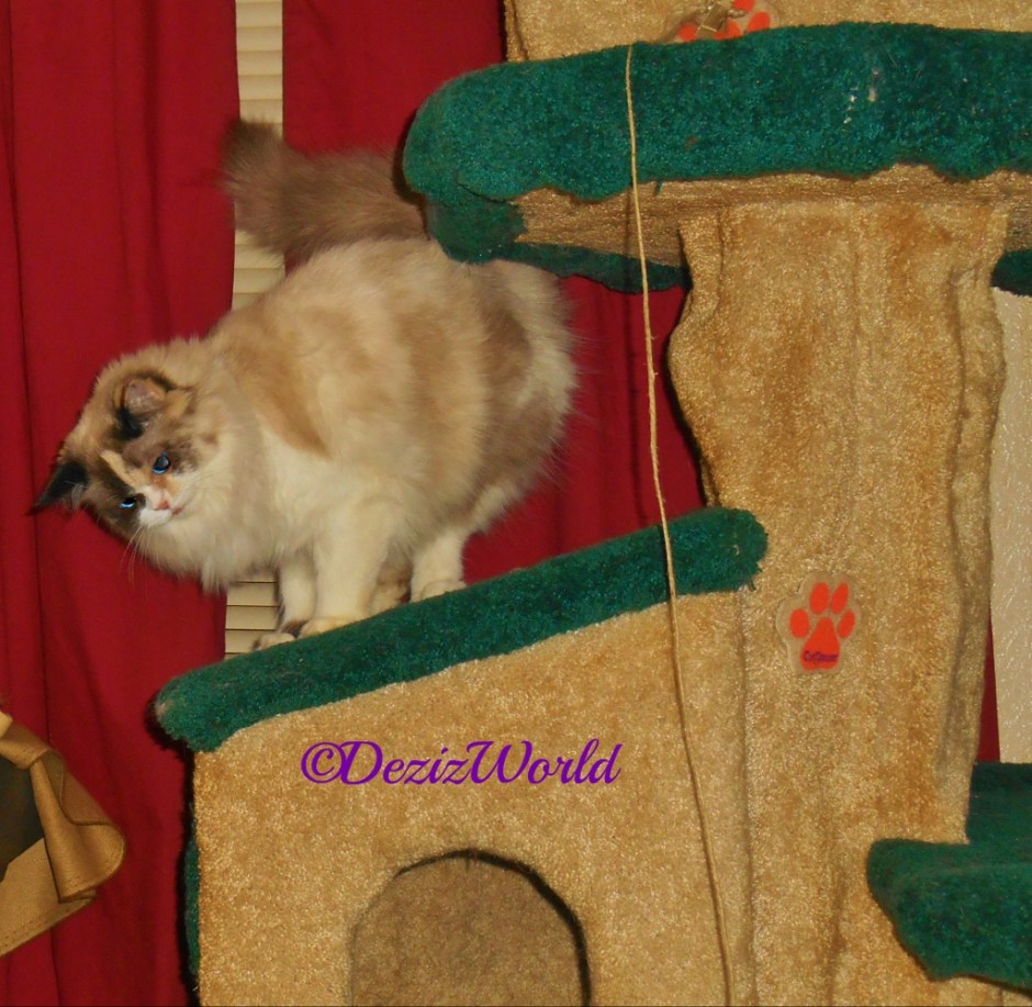 Dezi stand on the house on the Liberty Cat tree