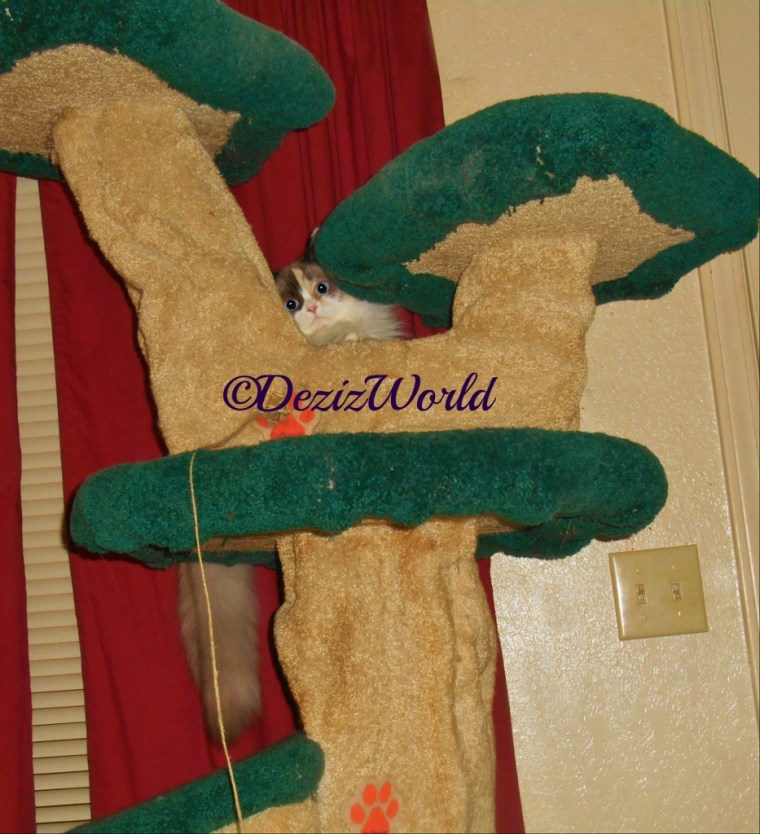 Raena peeks out from behind the Liberty Cat tree