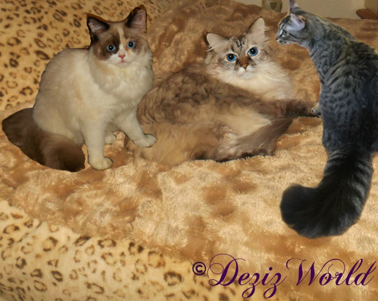 Dezi lays on the bed surrounded by Raena and Simon of Brian's Home