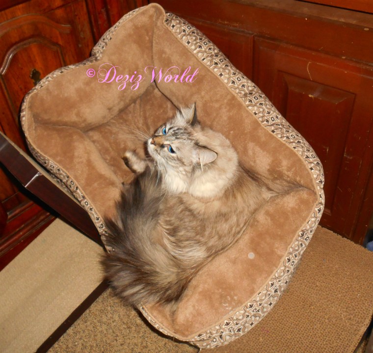 Dezi kneads cat bed
