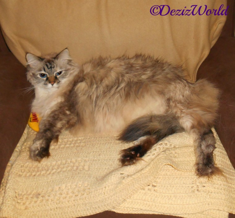 Dezi lays in the chair