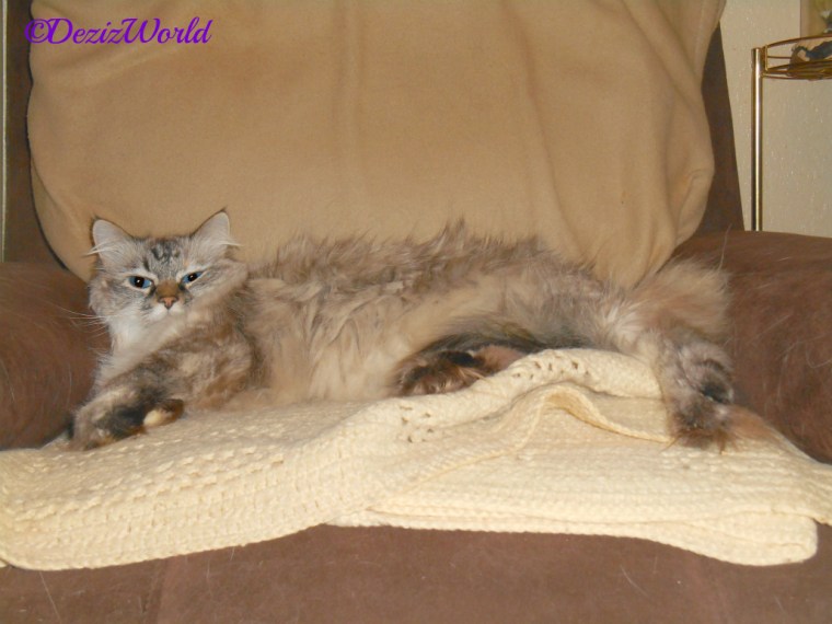 Dezi lays all stretched out in the chair