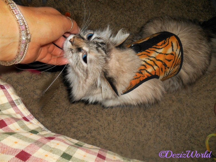 Dezi gets her chin scratched while wearing her new tiger harness