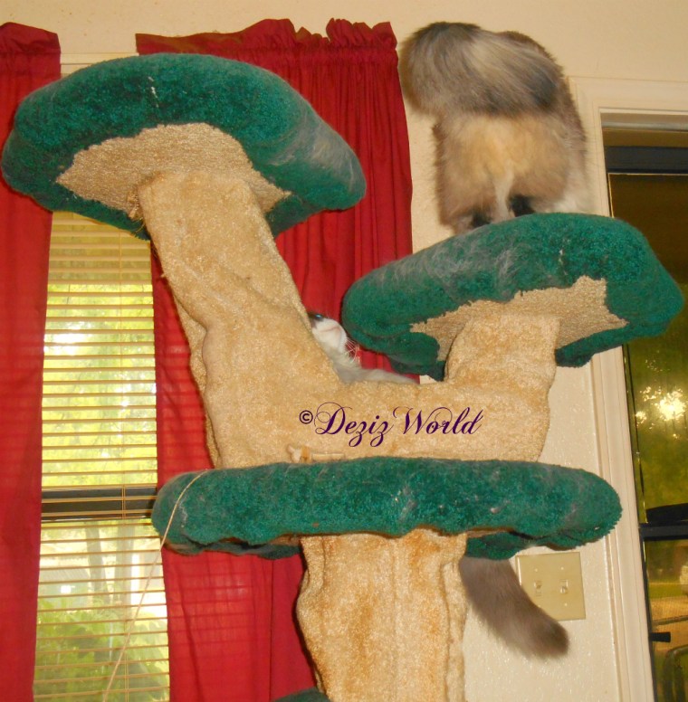Dezi and Raena on Liberty Cat Tree