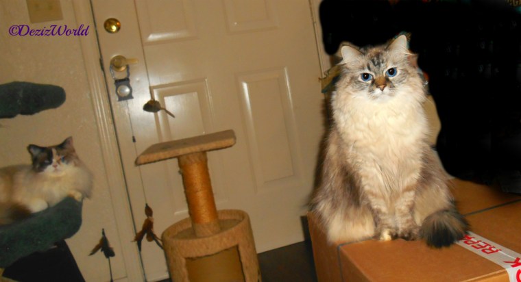 Dezi site on a box while Raena lays on the Liberty Cat Tree