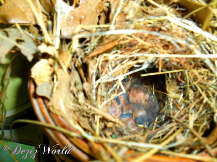 Bird nest with babies