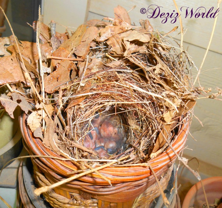 Bird's nest with baby birds