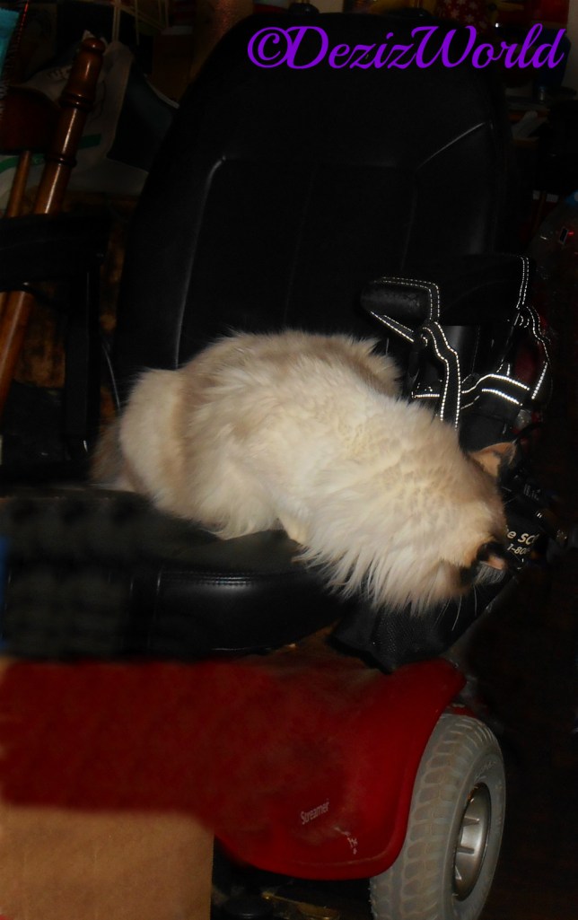 Raena chews on the wheelchair bag