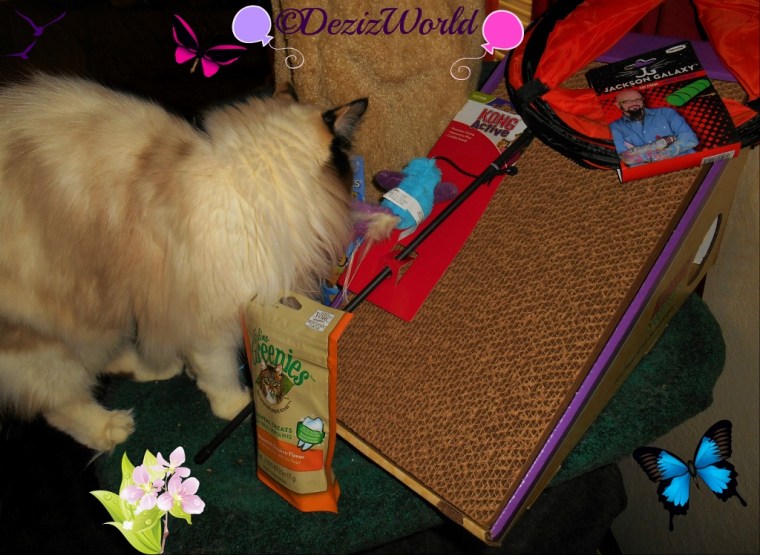 Raena checks out her Birthday loot from Chewy