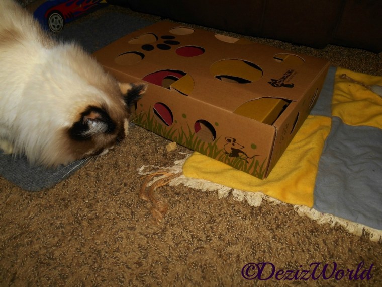 Raena with Cat Amazing Cat Puzzle Toy,