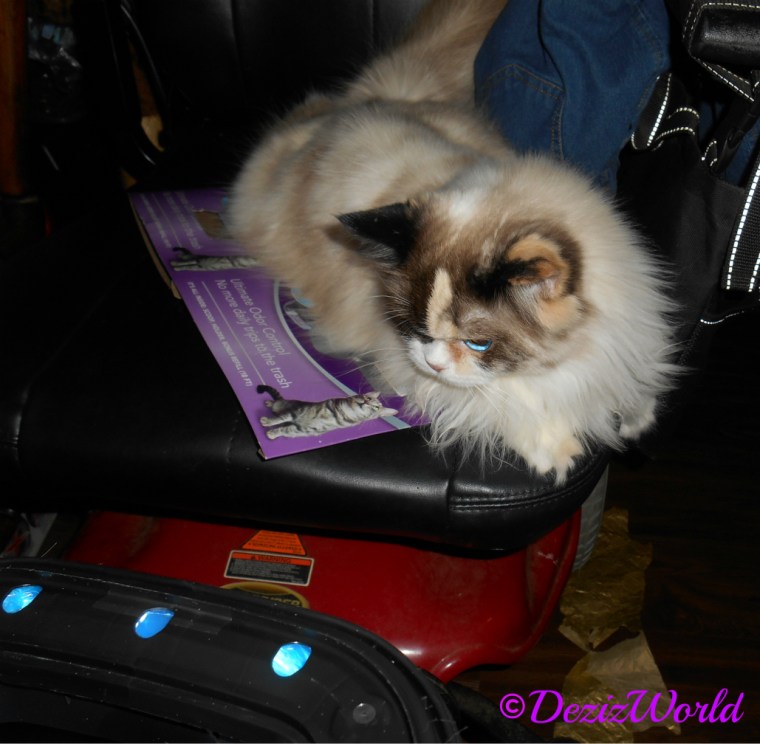 Raena watches mommy put the Litter Genie together from the wheelchair