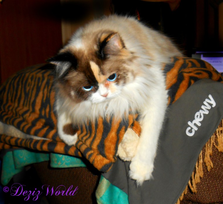 Raena lays on back of chair