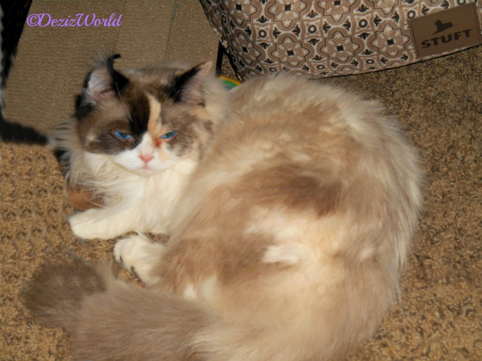 Raena lays on floor with her ear flopped back