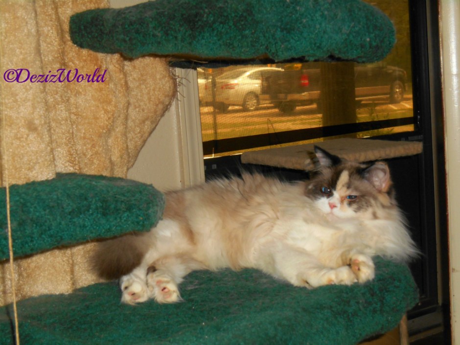 Raena lays on the Liberty cat tree