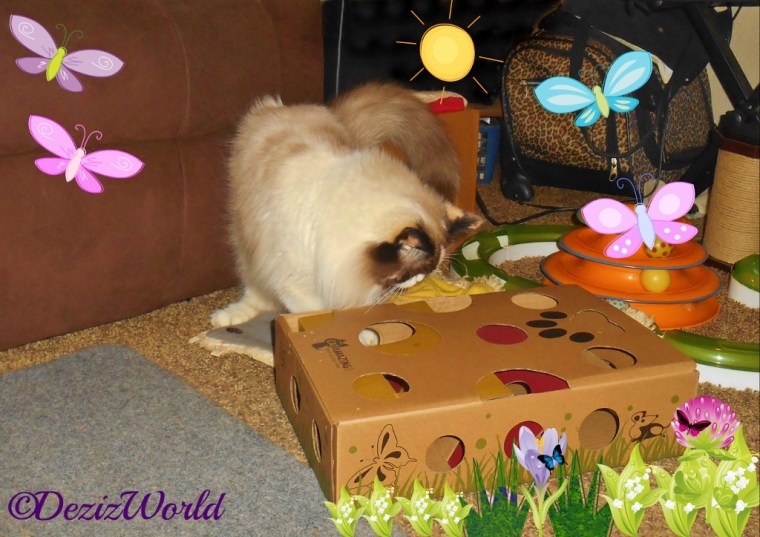 Raena plays with the Amazing Cat Puzzle