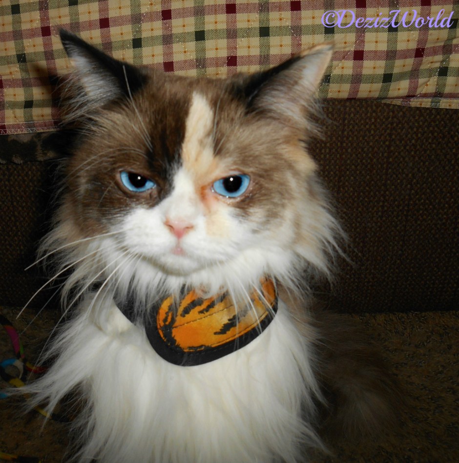 Raena sits and poses in her new tiger harness