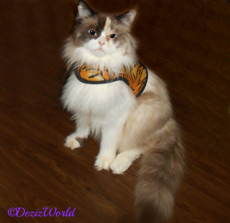 Raena sits posing in her tiger harness