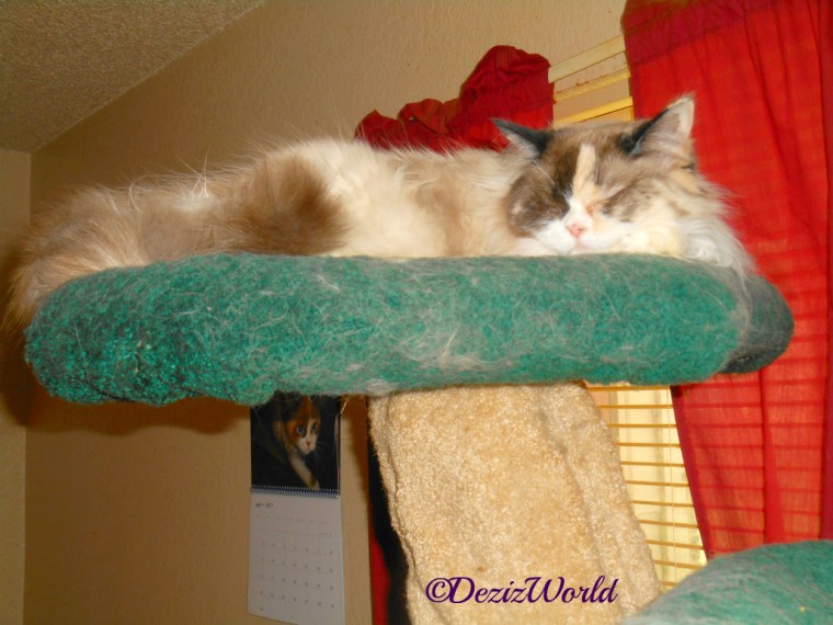 Raena sleeps on the top of the Liberty Cat Tree