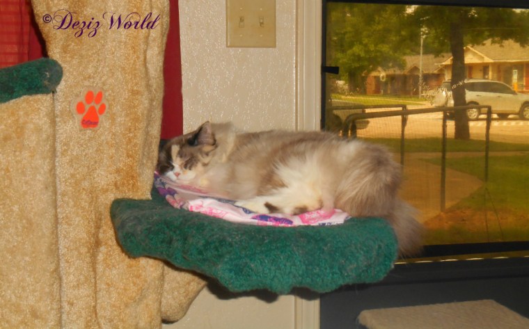 Raena sleeps on birthday nip mat on the Liberty cat tree