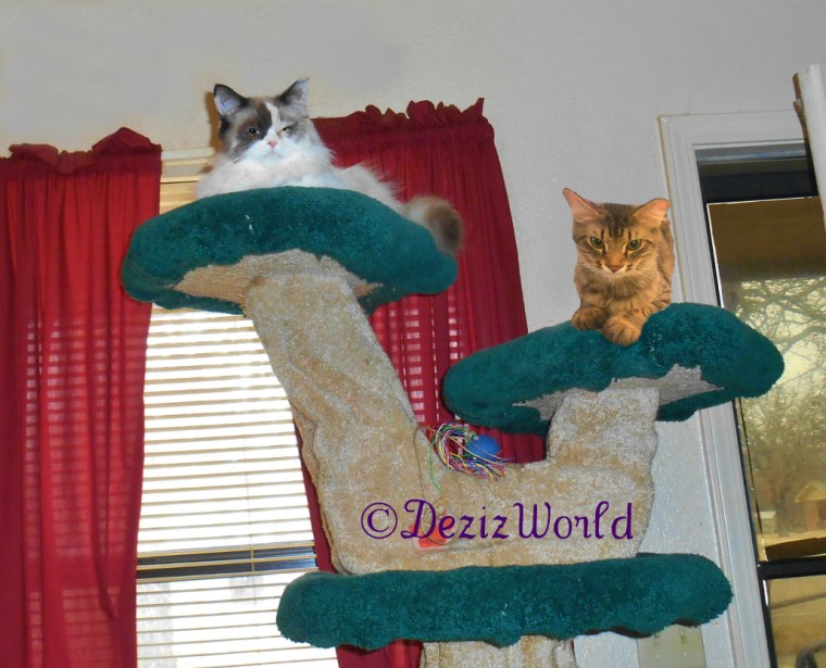 Raena and Simon lay on top of the Liberty Tree