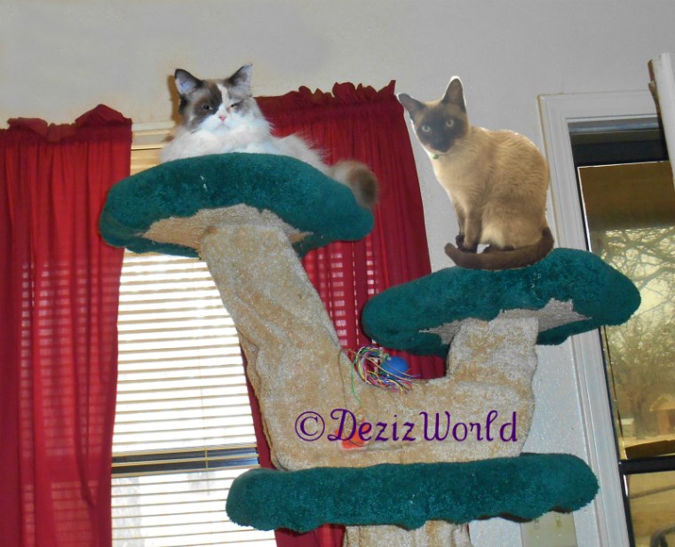 Raena and Alberto sit on the Liberty Cat Tree