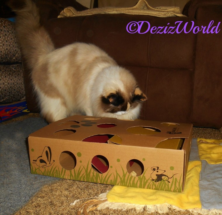 Raena plays with the Cat Amazing Puzzle Toy