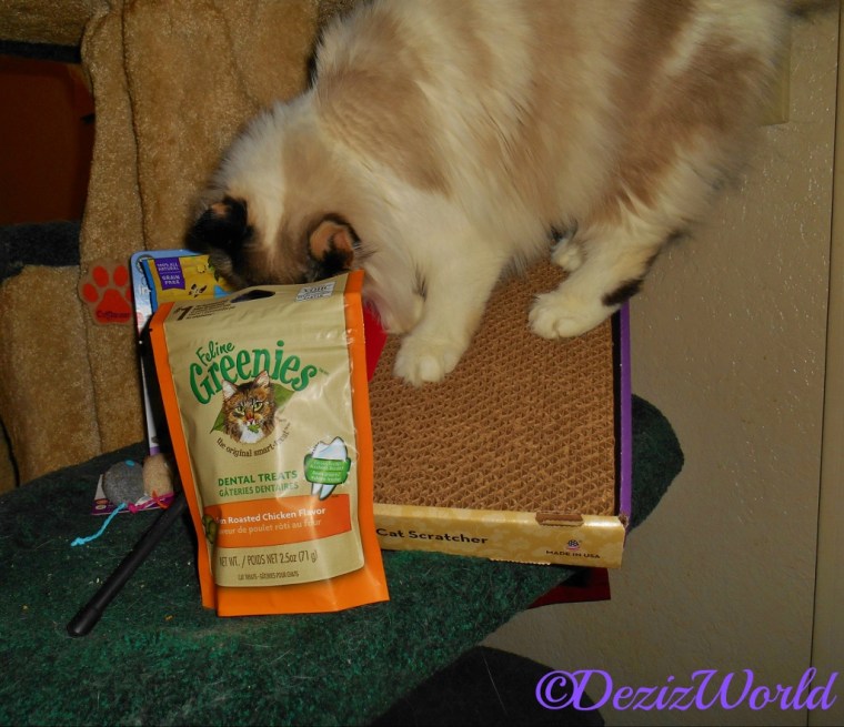 Raena sniffs the treats from Chewy while standing on the Kong scratcher