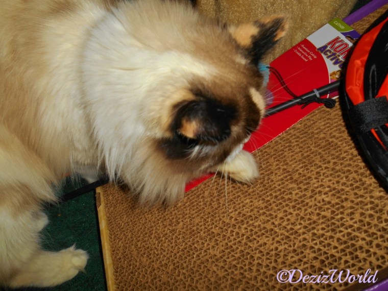 Raena starts to scratch her new Kong scratcher from Chewy