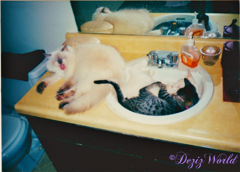 Devon, Lucky and Lexi on bathroom sink