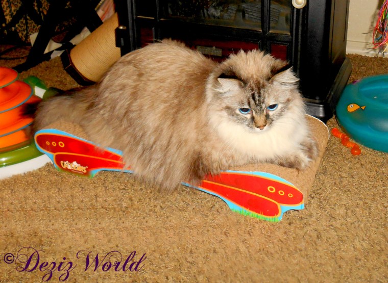 Dezi lays on the MAX Butterfly Cat Scratcher