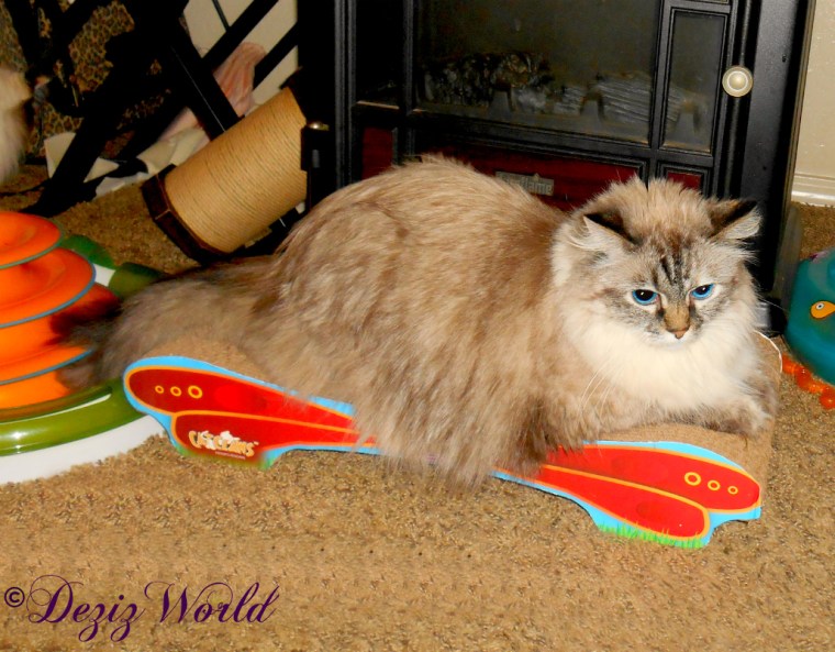 Dezi lays on the Cat Claws butterfly cat scratcher