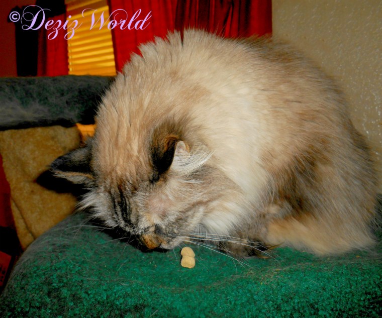 Dezi eating treats atop the Liberty cat tree