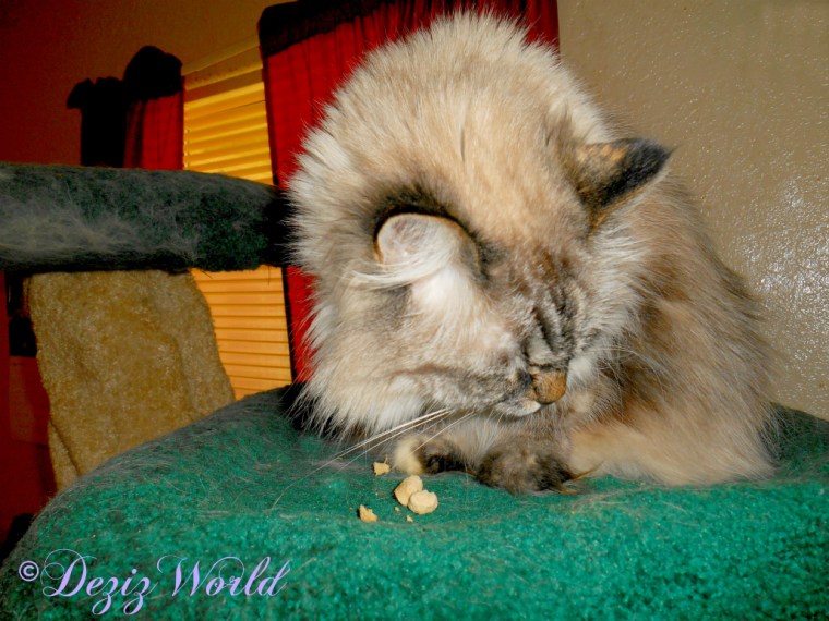Dezi eats treats atop the Liberty Cat Tree