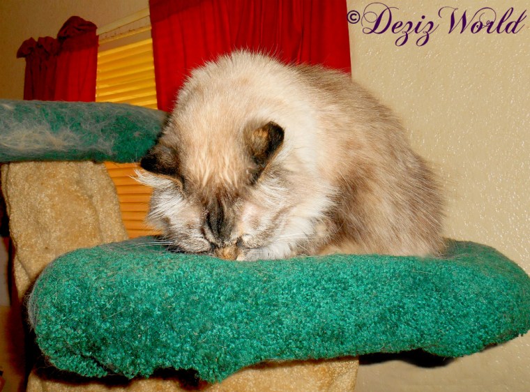 Dezi eats treats on the Liberty cat tree